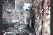 千万粉丝训犬师网红潘宏账号内容被一夜清空，园区所在地官方：正调查-中石化加油卡