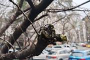 “枝干轻轻一掰就断！”杭州几棵15年以上的樱花树生病了，居民很揪心-中石化官网